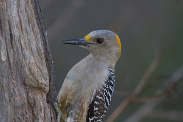 Female golden-fronted woodpecker on side of tree.