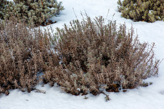 Lavender bush in winter covered with snow. Plants and flowers in winter.