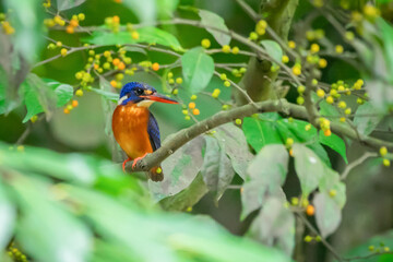 A blue eared kingfisher alcedo meninting hiding in tree leaves to wait for a prey in the water