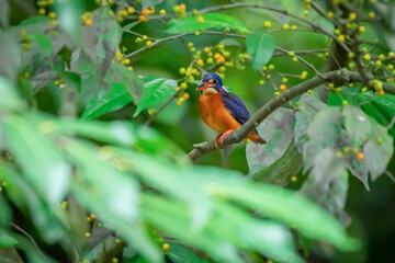 A blue eared kingfisher alcedo meninting hiding in tree leaves to wait for a prey in the water
