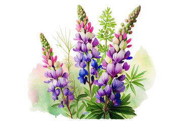 Bouquet of blooming lupine, watercolor drawing isolated on white background. Generative AI.