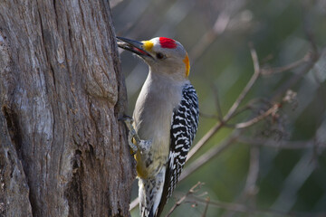 Golden-fronted woodpecker on dead tree.
