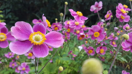 Blumenbeet Blume mit vielen pink rosa Blüten Anemone hupehensis Banner Panorama 