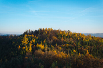 Fototapeta premium autumn in the forest