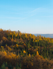 Fototapeta premium Autumn in the forest