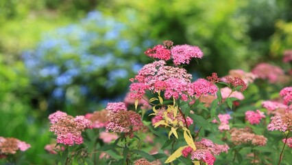 정원풍경 - 봄꽃의 개화