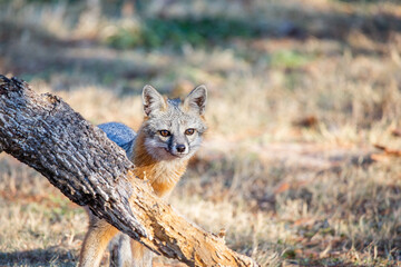 Young gray fox in backyard looking for food. 