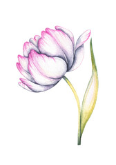 Watercolor spring tulip on a white background