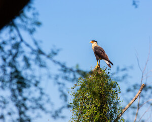 Crested Caracara Mexican Eagle on look out.
