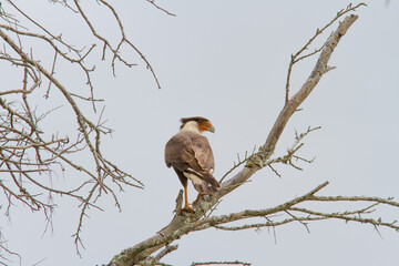 Crested Caracara falcon on perch in dead tree.