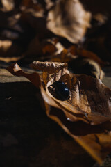 Insect on leaf