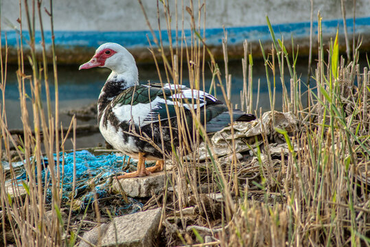 「Mulard」の写真素材 485件の無料イラスト画像 Adobe Stock