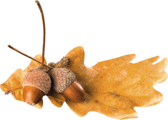 Acorna on Brown Oak Leaf - Isolated
