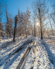 Słoneczny zimowy poranek w ośnieżonym dzikim parku Młociny na Mazowszu