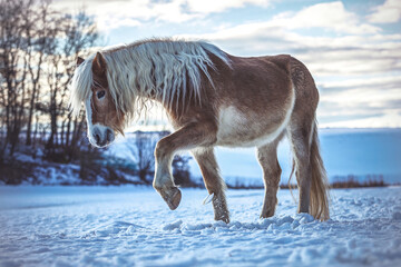 Fototapeta premium Portrait of a pretty haflinger horse gelding having fun in the snow at the evening outdoors in winter