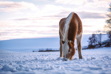 Portrait of a pretty haflinger horse gelding having fun in the snow at the evening outdoors in...