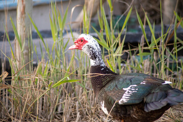 Pato Mulard