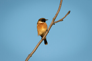 A Stonechat perched with blue sky background.