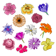 Set of flower heads vector illustration 