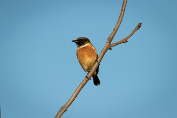 A Stonechat perched with blue sky background.