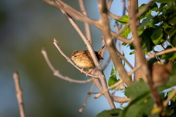 A little Wren (Troglodytidae) perched in a tree.