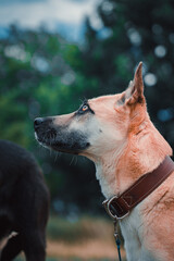 Portrait vom Hund