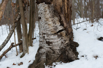 old birch bark trunk close up with winter scene behind