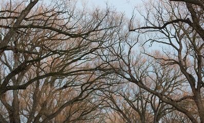 willow branches against blue sky