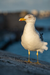 close up shot of a seagull (larus argentatus) on a wall with blurred background at sunset
