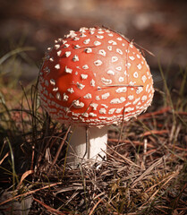 fly agaric mushroom