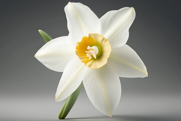 daffodil flower, for wedding invitations, anniversary, birthday, prints, posters. Generative AI.