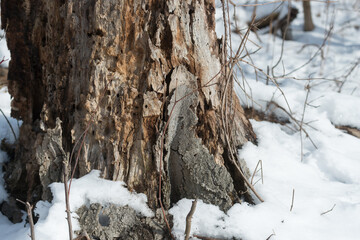 tree trunk and snow 