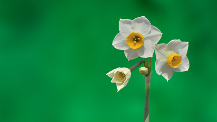 水仙の花(Narcissus)　 - obrazy, fototapety, plakaty