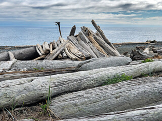 Driftwood Logs And Shelter