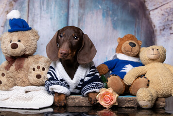dachshund puppy in a sweater sits among toy bears