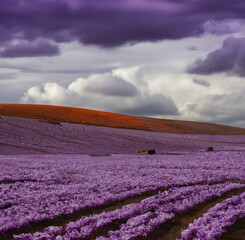  A Beautiful Field of Lavender. Generative AI.