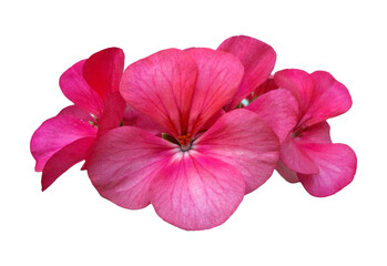 Pink geranium flowers on isolated background, png