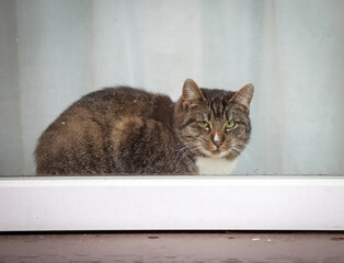 The cat likes to sleep on the windowsill and watch the world through the window