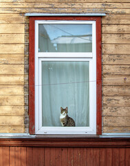 The cat likes to sleep on the windowsill and watch the world through the window
