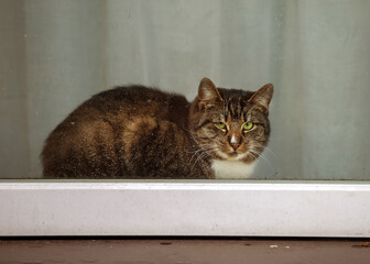 The cat likes to sleep on the windowsill and watch the world through the window