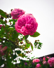 pink roses on white sky background