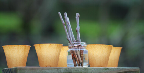 wood cuttings of witch hazel in growing pot from hemp fiber (plastic free environment)