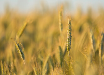 wheat field in the light of the sunset