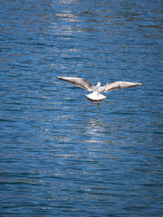 Fototapeta na wymiar seagull in flight, over the Adriatic sea at Split Croatia