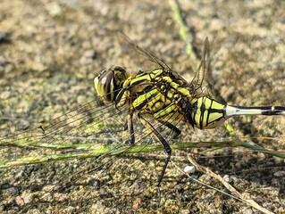 Dragonfly with green and black color perched on the ground