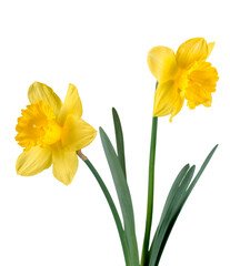 The spring cute yellow daffodils © BillionPhotos.com