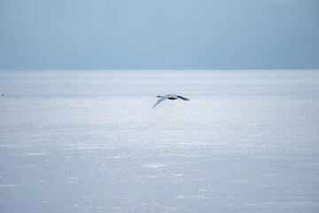 海面を飛ぶ白鳥