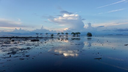 Line of palm trees sticking out of the shallow water of the Caribbean Sea in the San Blas archipelago, Panama. No waves make the surface of the sea reflect the objects like a mirror.