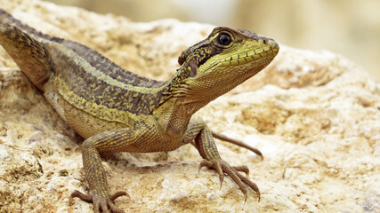 Toloque Lizzard from Villahermosa Tabasco