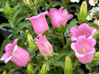 Garden flower Canterbury bells (lat.- Campanula medium)
